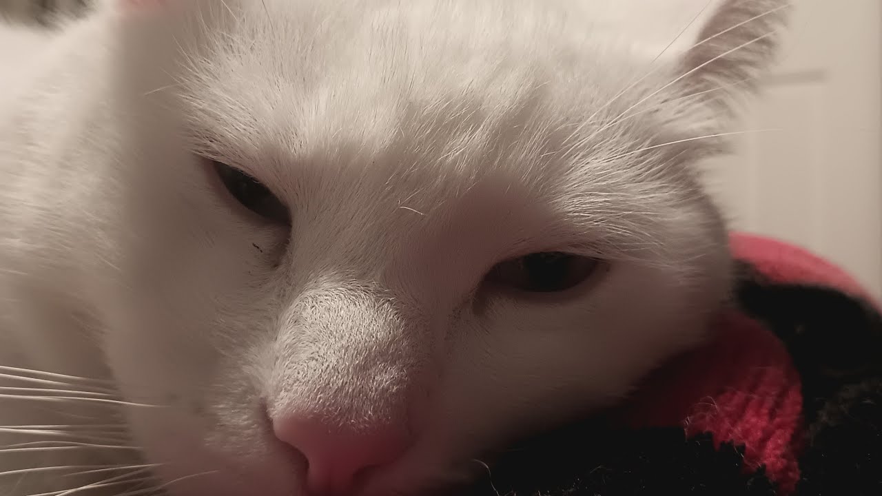 sleeping kittens 😀