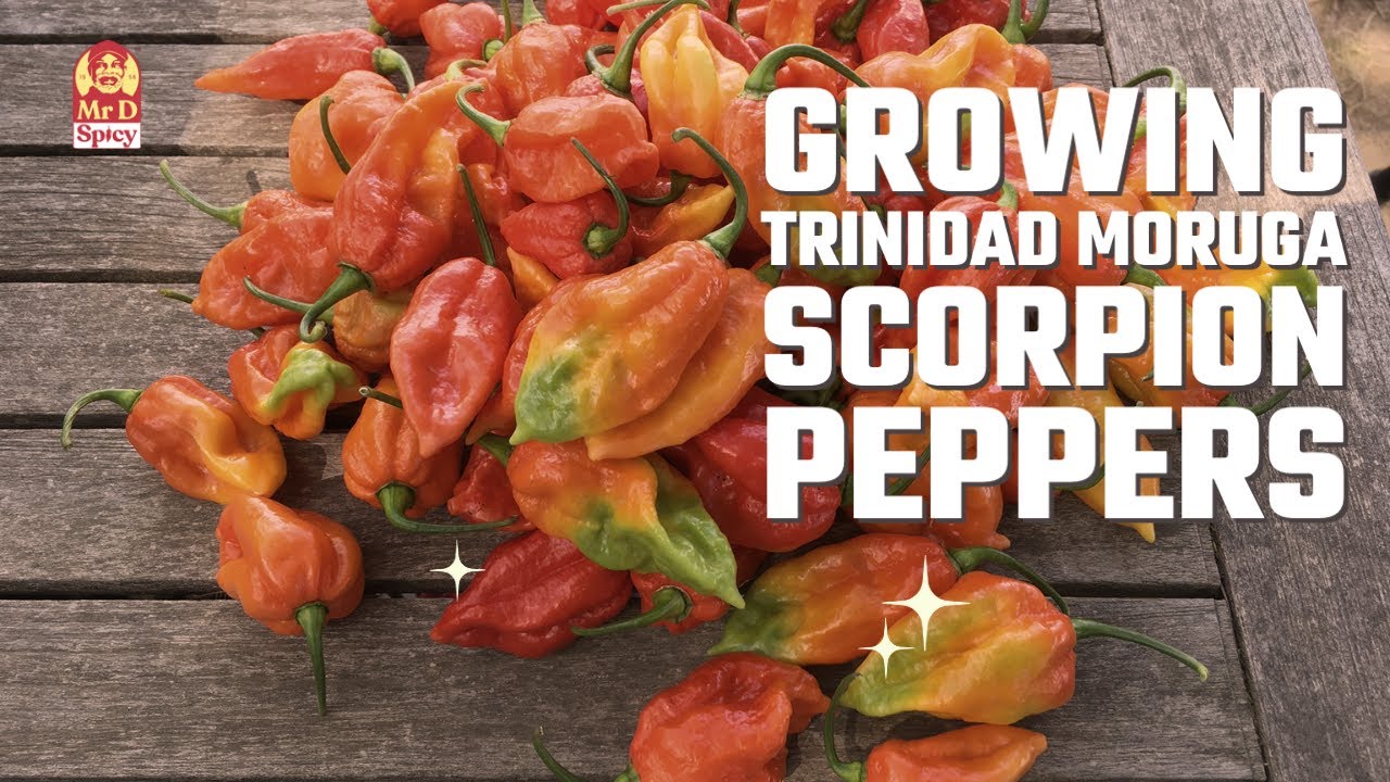 Growing Trinidad Moruga Scorpion Pepper