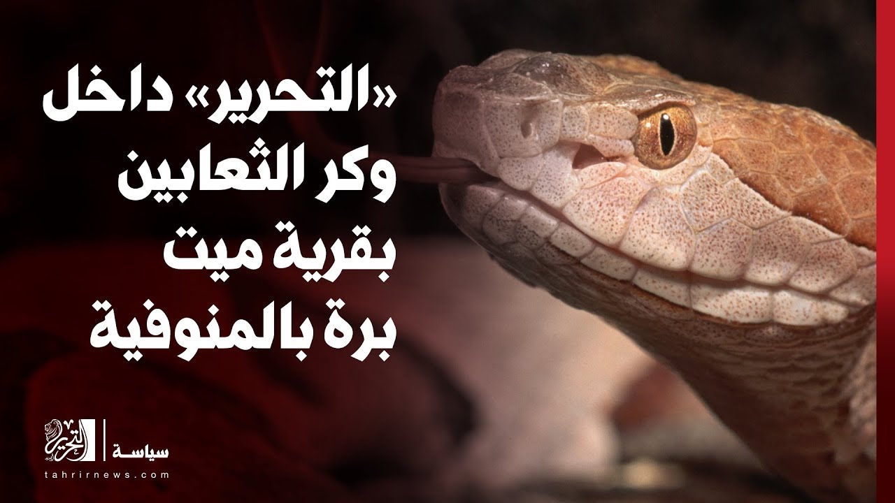 «التحرير» داخل وكر الثعابين بقرية ميت برة بالمنوفية