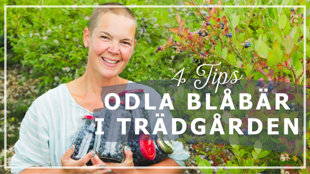 Odla blåbär i trädgården tips och skötselråd