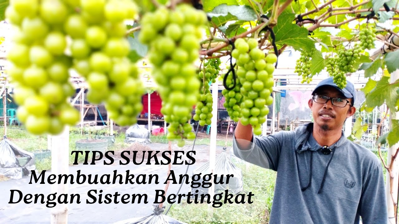 Tips Sukses Pembuahan Bertingkat Anggur Sejuta Umat Tanpa Naungan Di Musim Hujan.