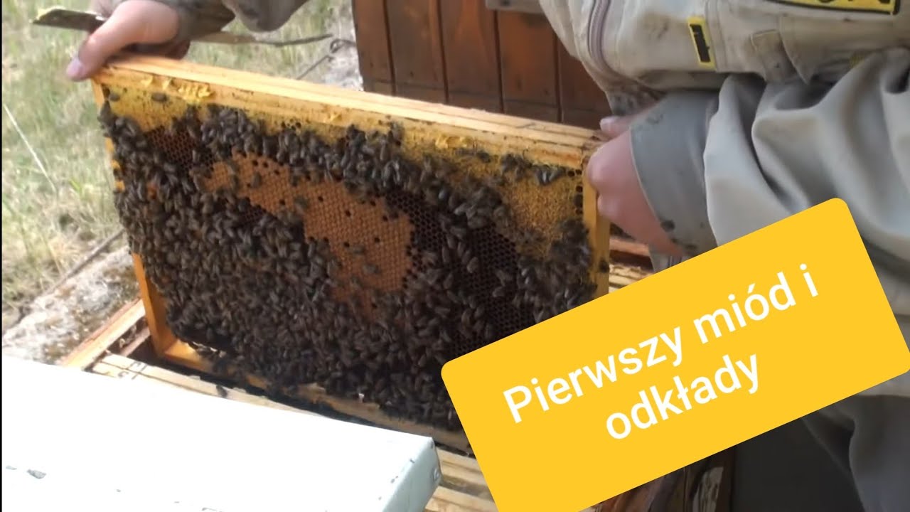 Robimy pierwsze odkłady, a ramki zapełniają się miodem - koniec kwietnia