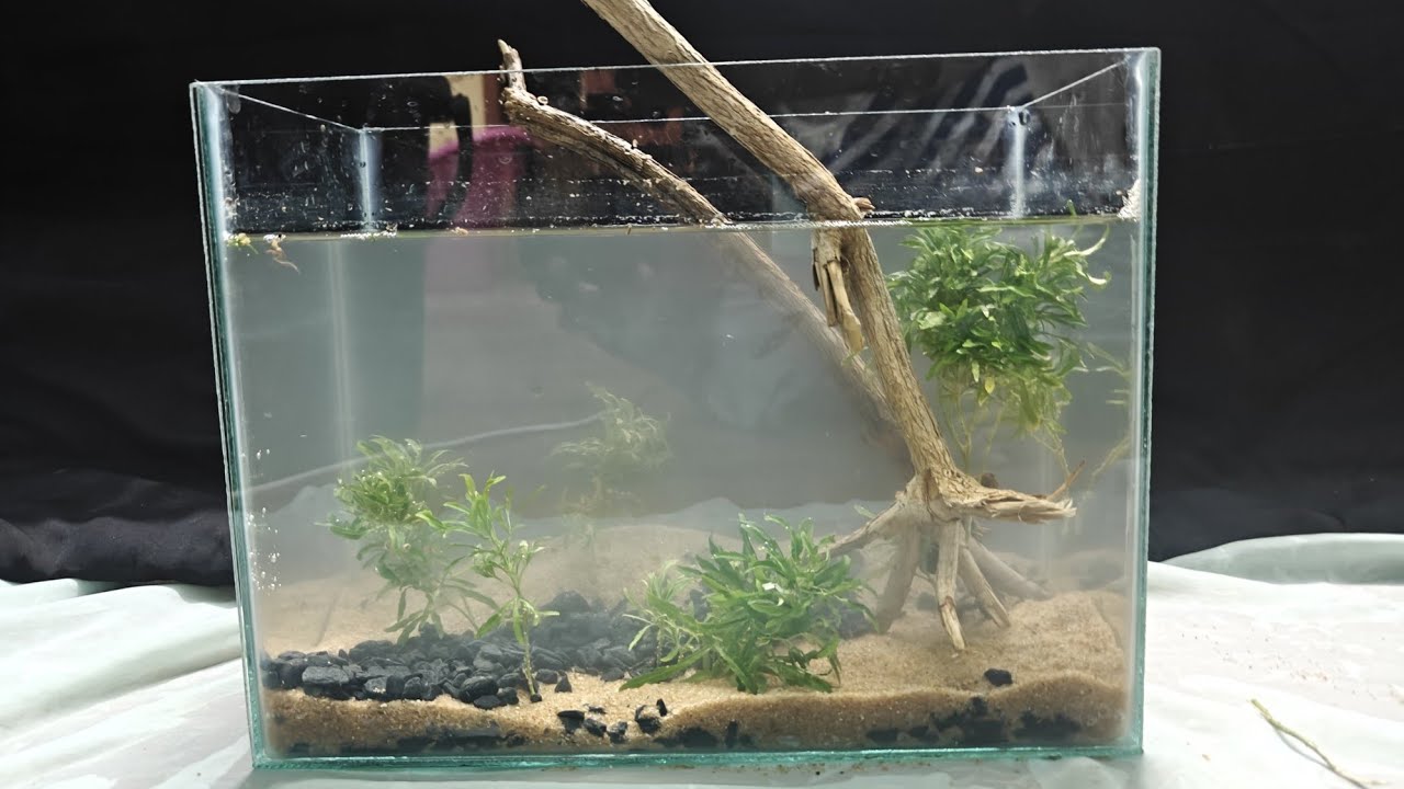 My First Aquarium Setup | Step-by-Step Fish Tank Setup for Beginners | Aqua Dreams