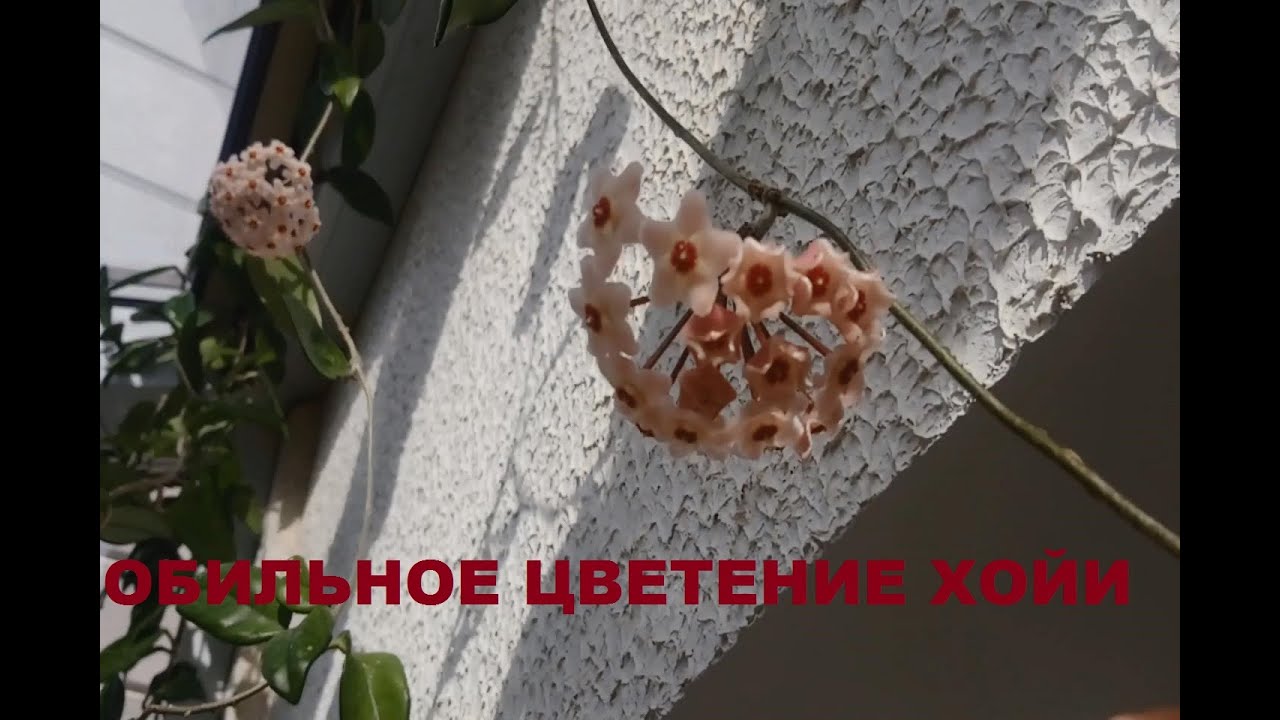 ХОЙЯ КАРНОЗА / ОПИСАНИЕ, ЦВЕТЕНИЕ