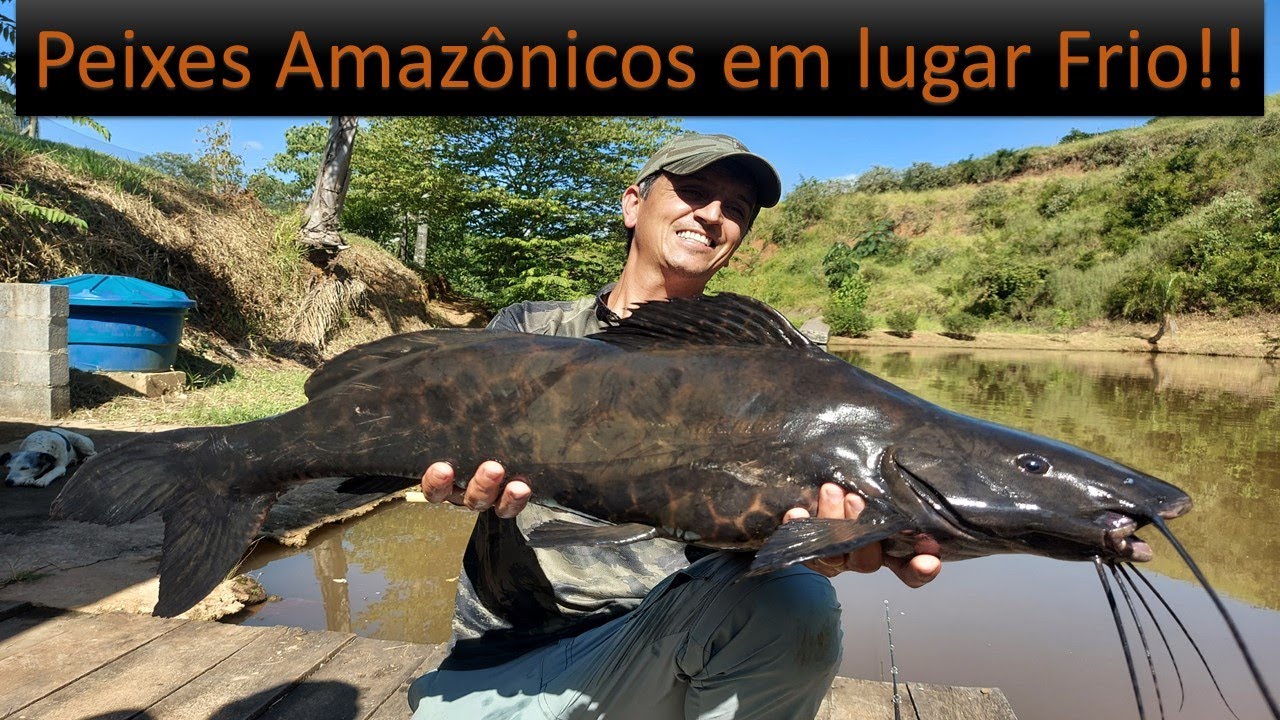 Peixes Amazônicos em Regiões Frias!!!