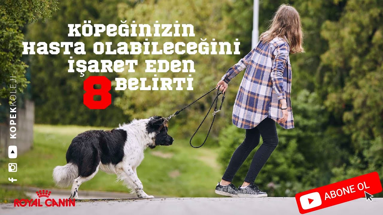 Köpeğinizin Hasta Olabileceğini İşaret Eden 8 Belirti