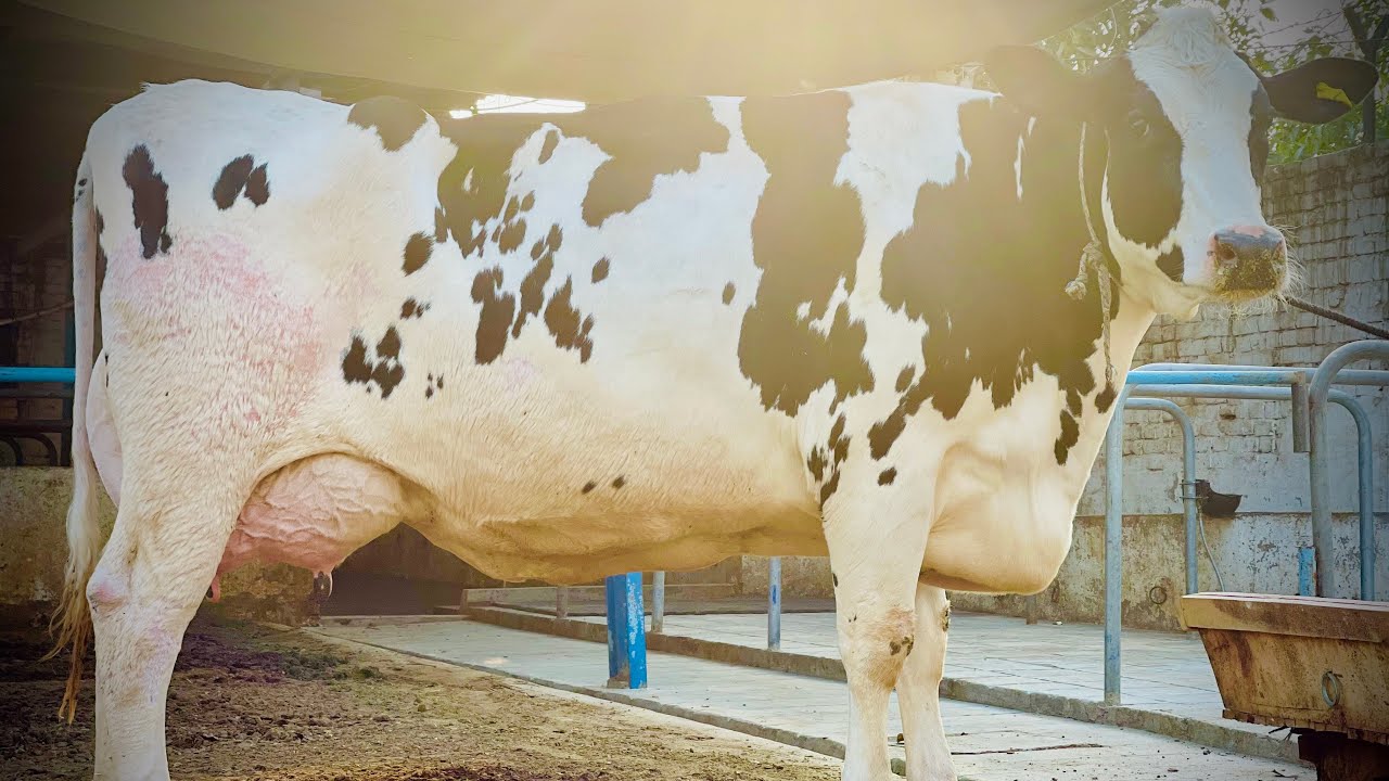 🏆One Of The Finest, Famed & Well Known🐄 65+ Liters Milk, Purchase At Record Price (81948-44494)#k...