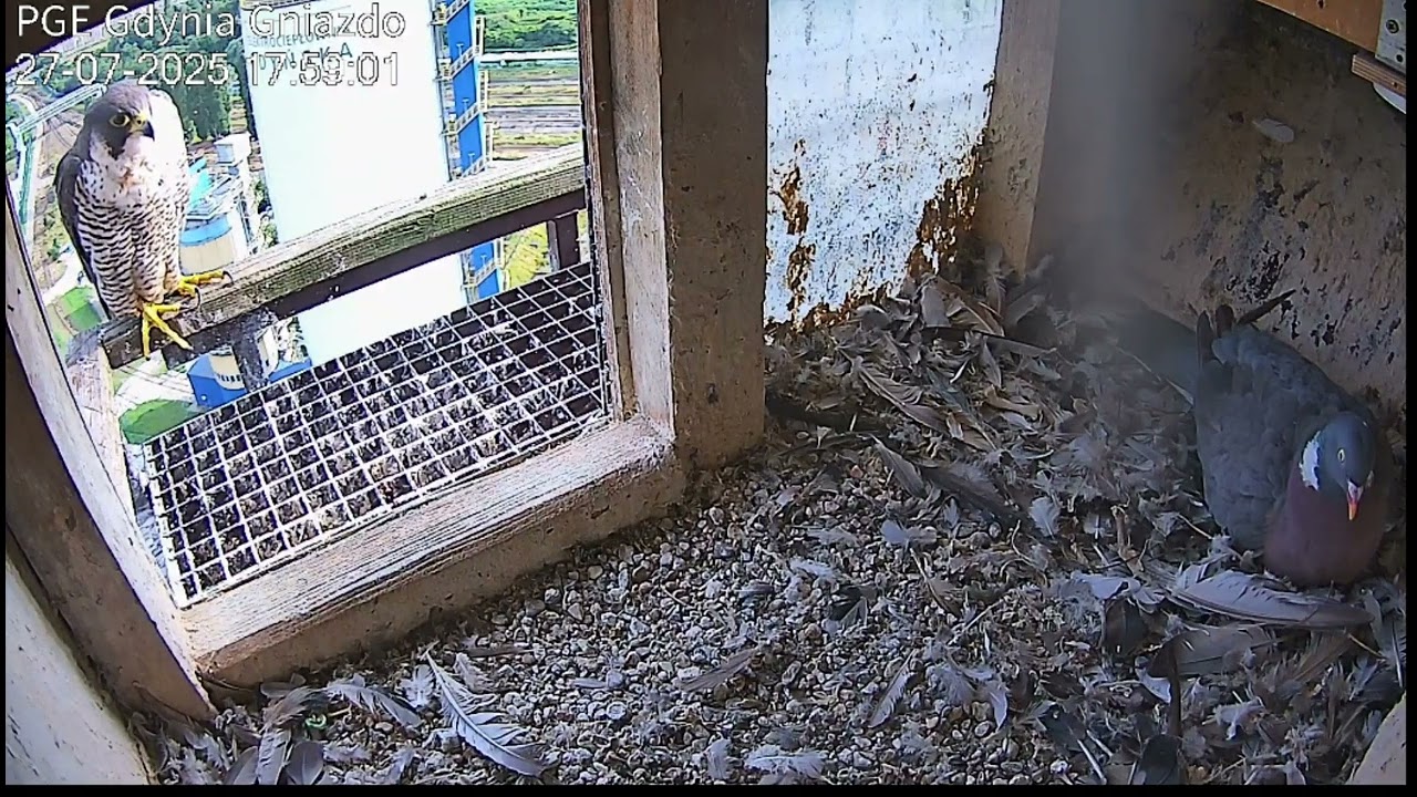 Koksinka wyrzuca dzikiego lokatora. PGE. Gdynia. 2025 07 27 17 57 22 980