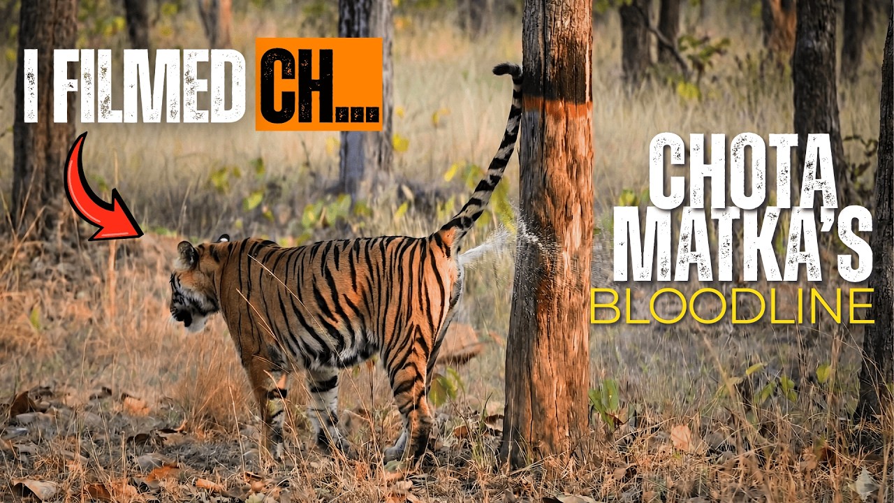 I Filmed the Bloodline of Legendary Chota Matka Tiger