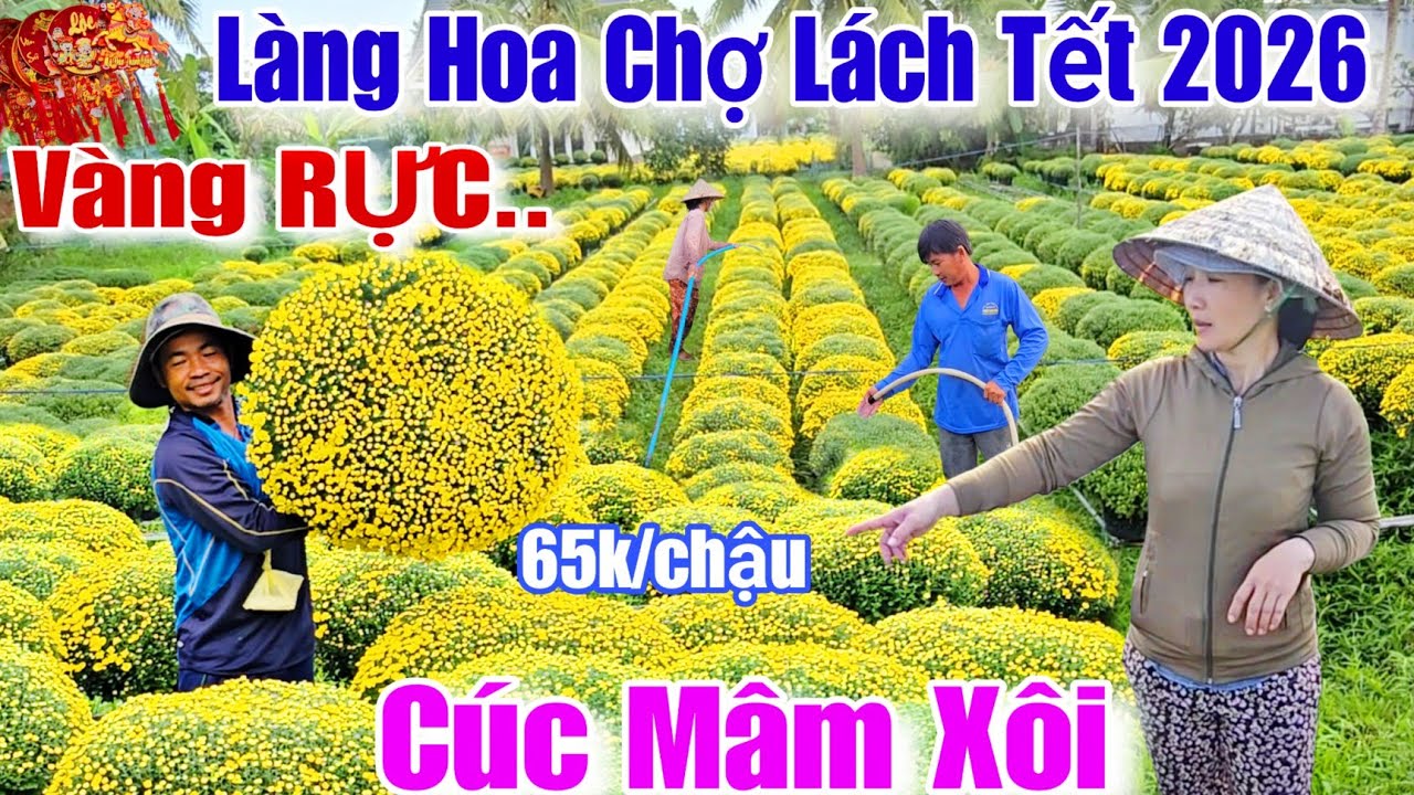 Làng hoa Chợ Lách Tết 2026 