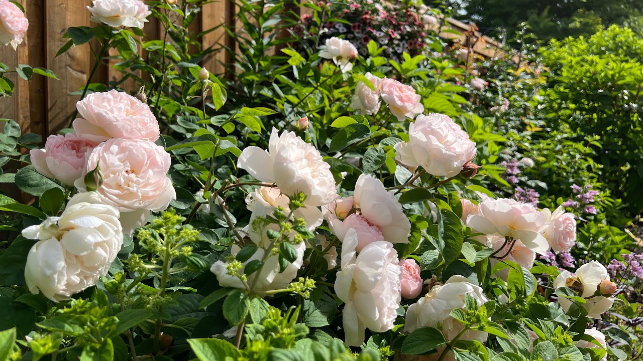 David Austin Roses in bloom with music & plant name - During month of June 2024