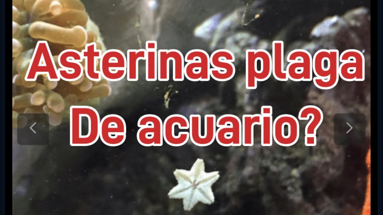 Acuario marino 125 litros 11 semanas asterinas son realmente plaga?