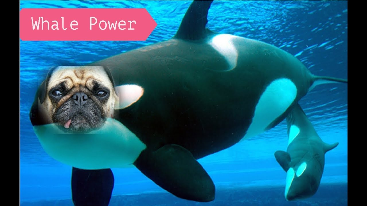 Buy and Sell Walls of Whales for Tron Coin TRX