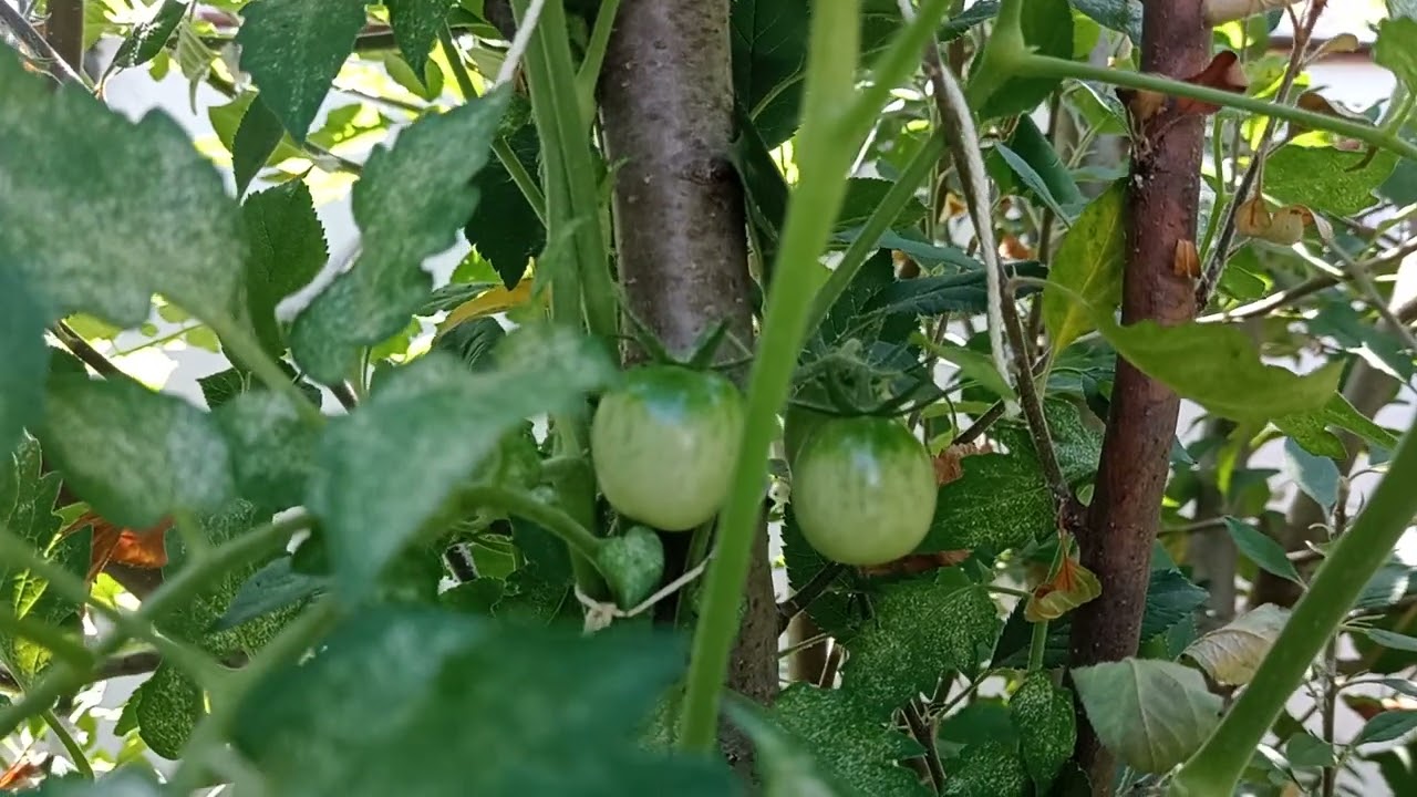 Tomate cherry natural con tutor como frutal manzano