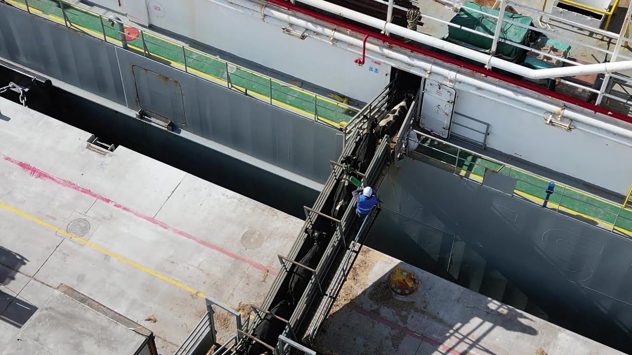 More cattle loading at Greenore Port for Morocco