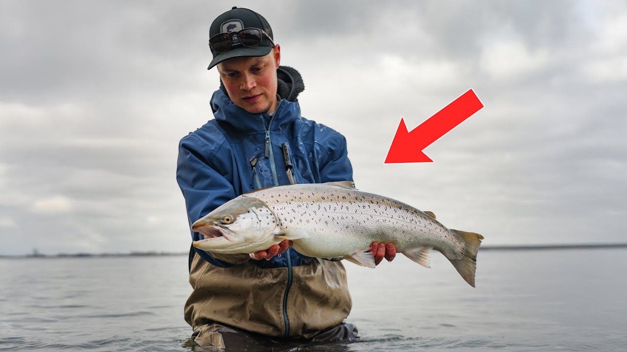 Overspringerjagt på Falster