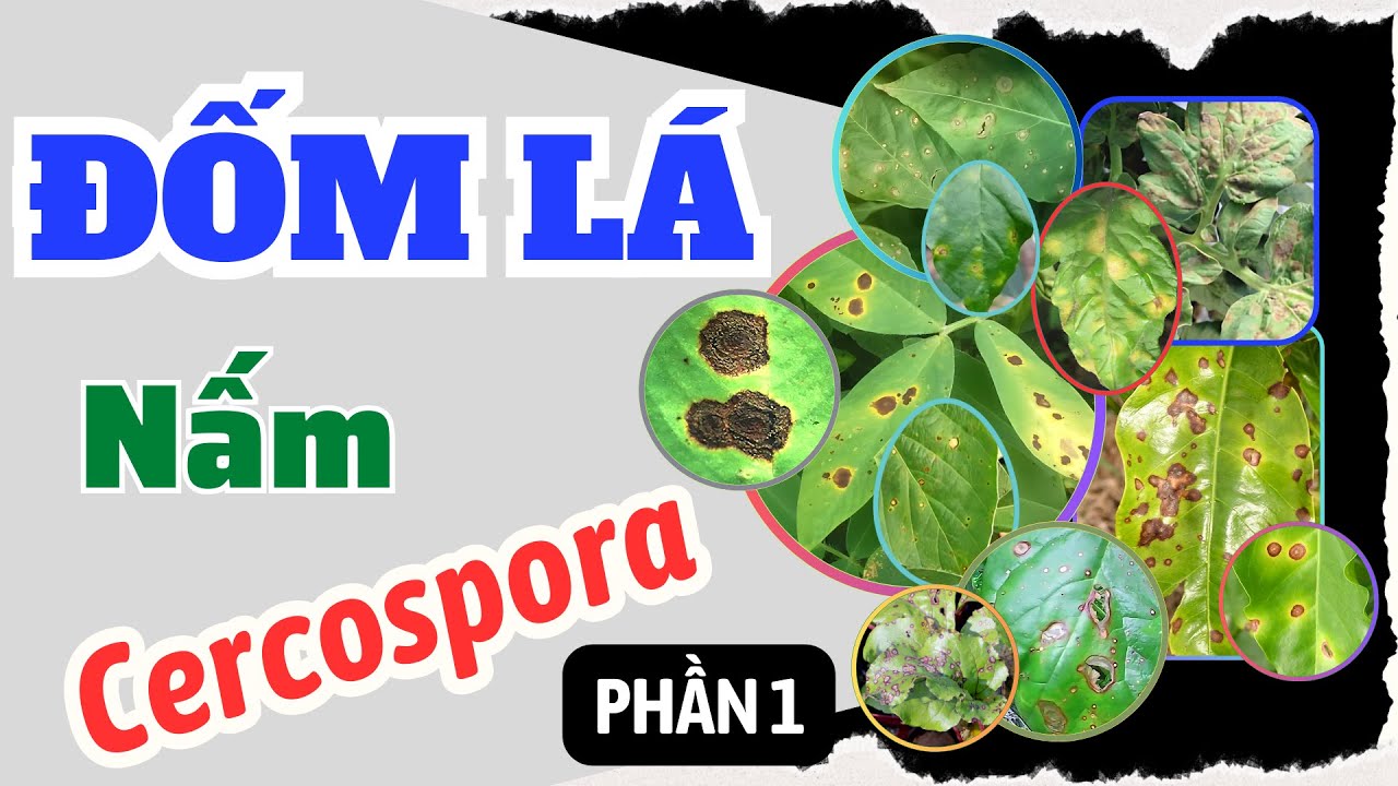 Bệnh đốm lá do nấm Cercospora | Phòng trị bệnh đốm lá, đốm mắt cua, đốm xám | P1: Triazole và Chloro