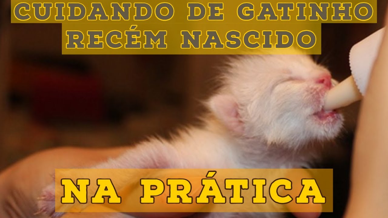 Como cuidar de gatinho recém nascido sem mãe - NA PRÁTICA!!!