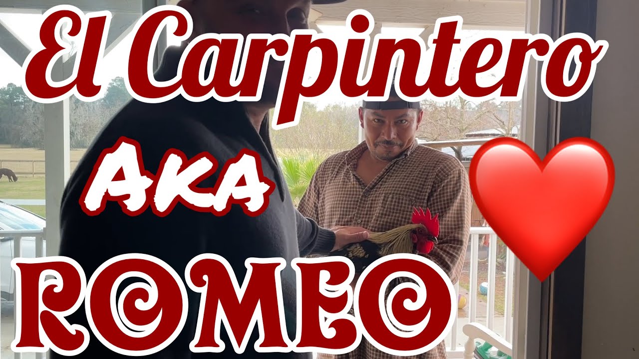El Carpintero Solves Goldie’s Problems