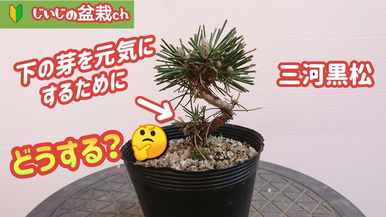 Сосна Микава [Как оживить нижние почки? Отрежь здесь! ]