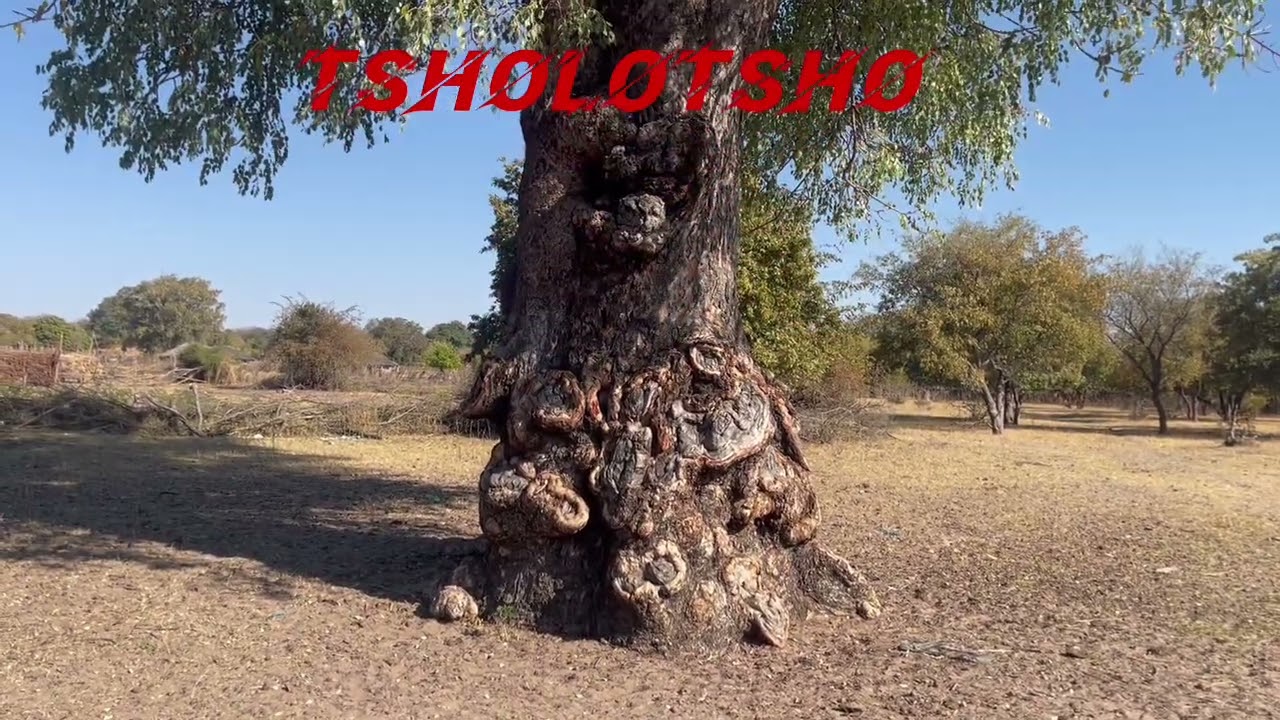 Dzonsti Manyika line e Tsholotsho @Zim_Walking 