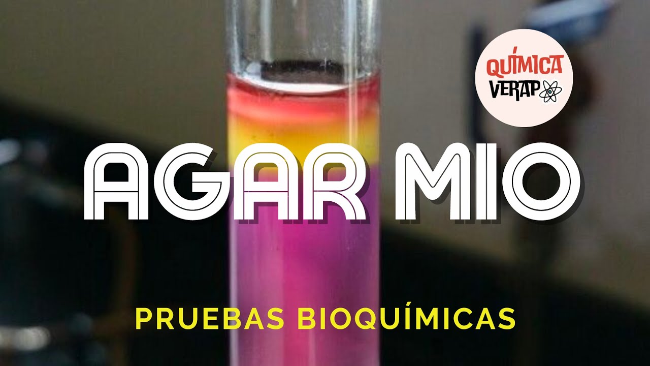 PRUEBA BIOQUÍMICA MIO l Agar MIO MOVILIDAD-INDOL-ORNITINA PRUEBAS BIOQUIMICAS MICROBIOLOGIA MIO AGAR