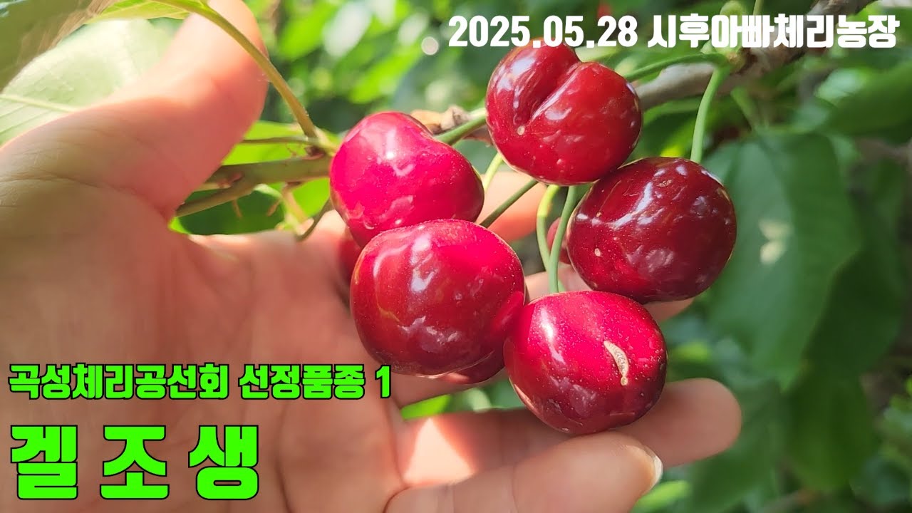겔조생_곡성체리공선회 선정품종1
