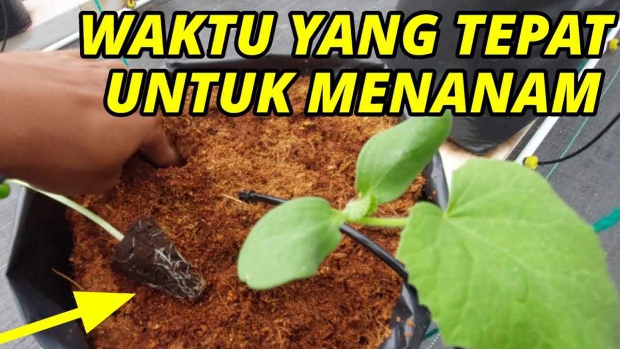Cara Menanam Melon Hidroponik di Dalam Greenhouse - Vlog 4
