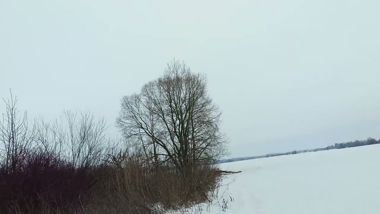 Who Lives Here? A Winter Forest Discovery