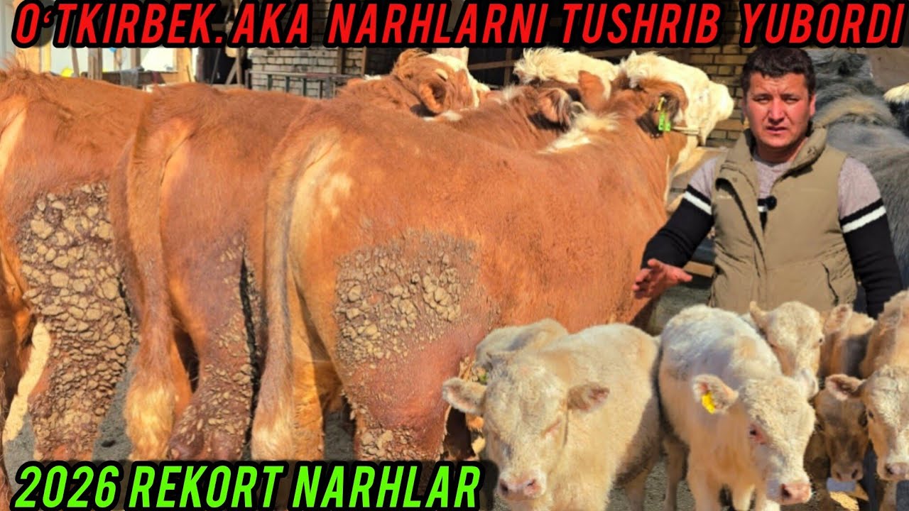 BUQALARNI ZOʻRLARI🔥 OʻTKIRBEK AKADAN NARHLARI JUDA ARZON ✅️