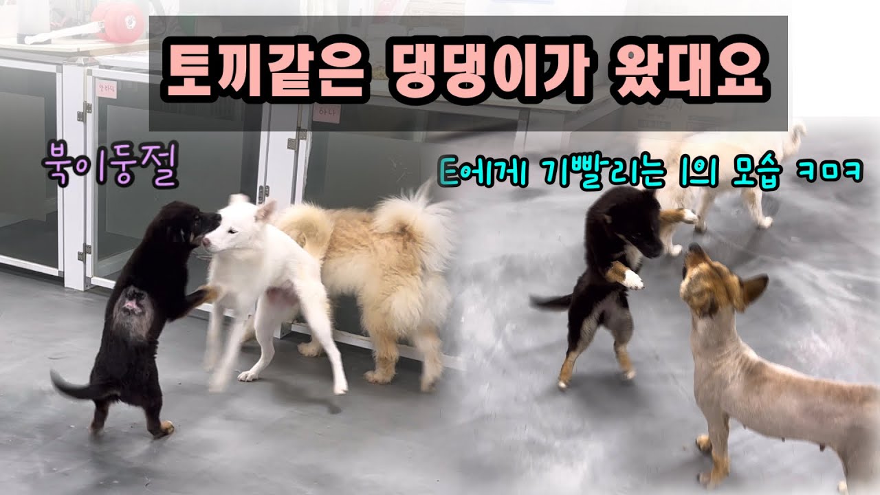 댕댕이의 탈을 쓴 토끼