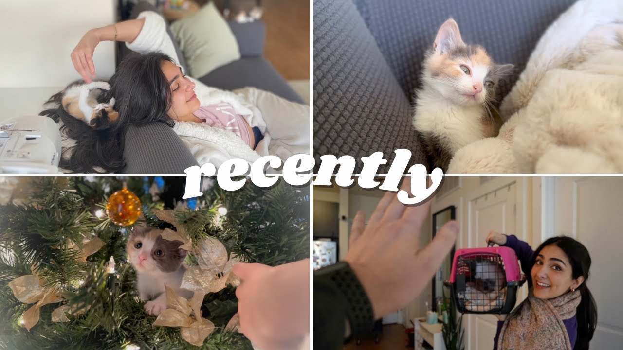 Our Christmas Foster Kittens | The Past Few Months + Meet the calicos!