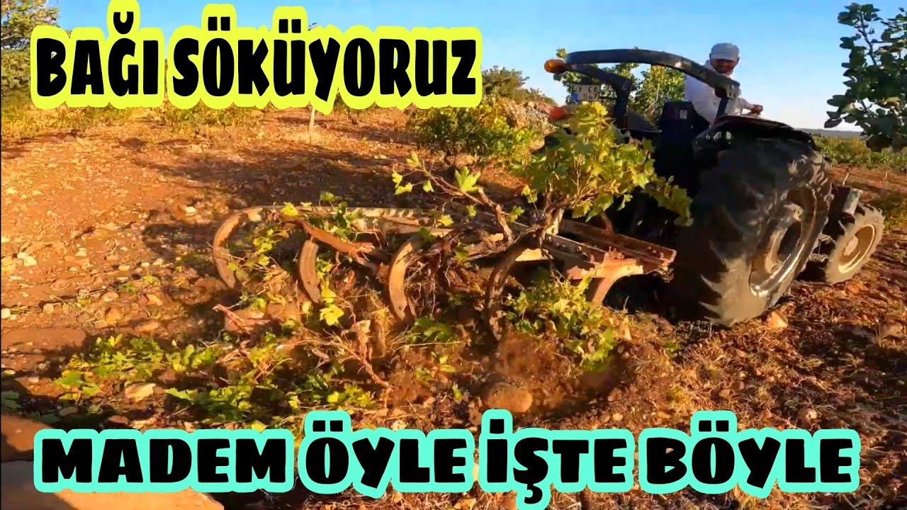 ÜZÜCÜ BİR GÜN- BAĞI SÖKMEK ZORUNDA KALDIM -HEBA OLAN YILLAR...