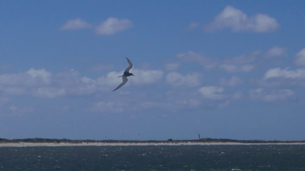 Klangreise - Music Relaxation  432 Hz mit Monochord, Koto, Tanpura und Klangwiege