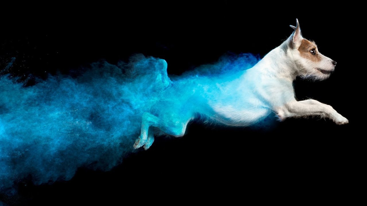 Why the internet fell in love with these mesmerizing dog photos