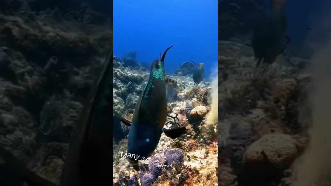 parrot fish 🦜🐟  
