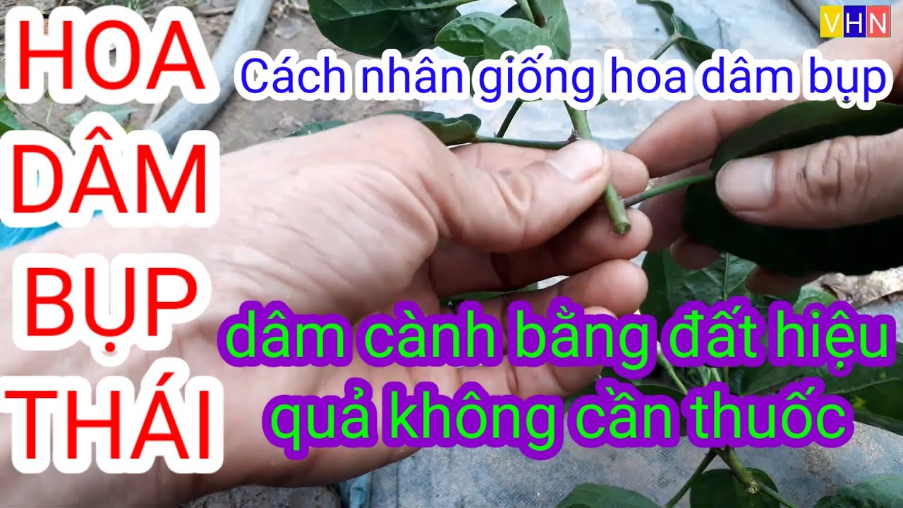 Dâm cành hoa dâm bụp bằng đất/cách nhân giống hoa dâm bụp