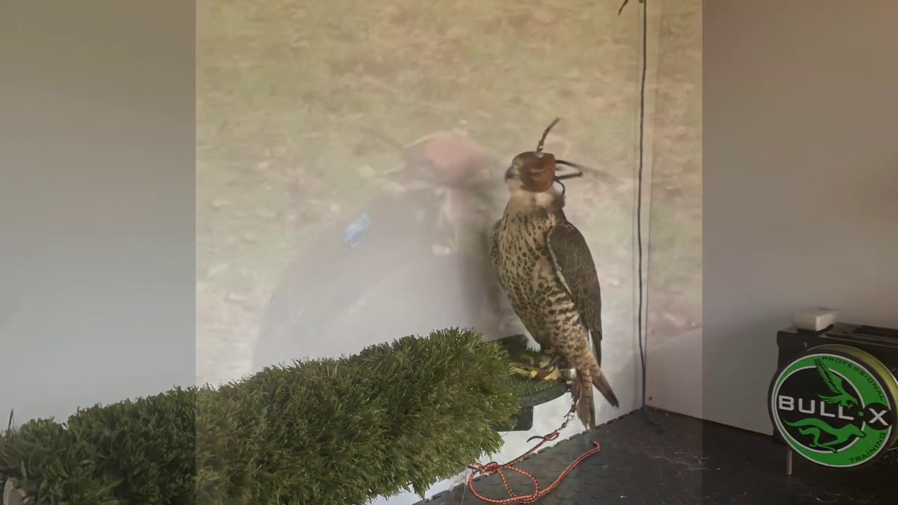 Falconry pre flight checks marshal GPS