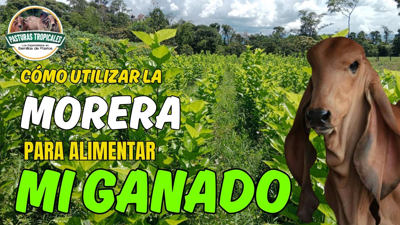 Como usar la MORERA para ALIMENTAR MI GANADO #ganaderiacolombiana