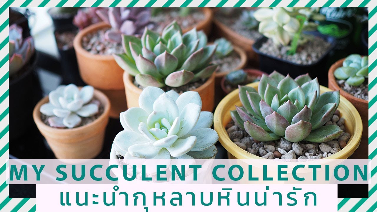 แนะนำกุหลาบหินน่ารัก พร้อมวิธีดูแลเบื้องต้น
