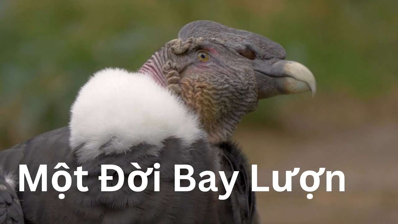 Kền Kền Condor Một Vòng Tuần Hoàn Của Sự Sống