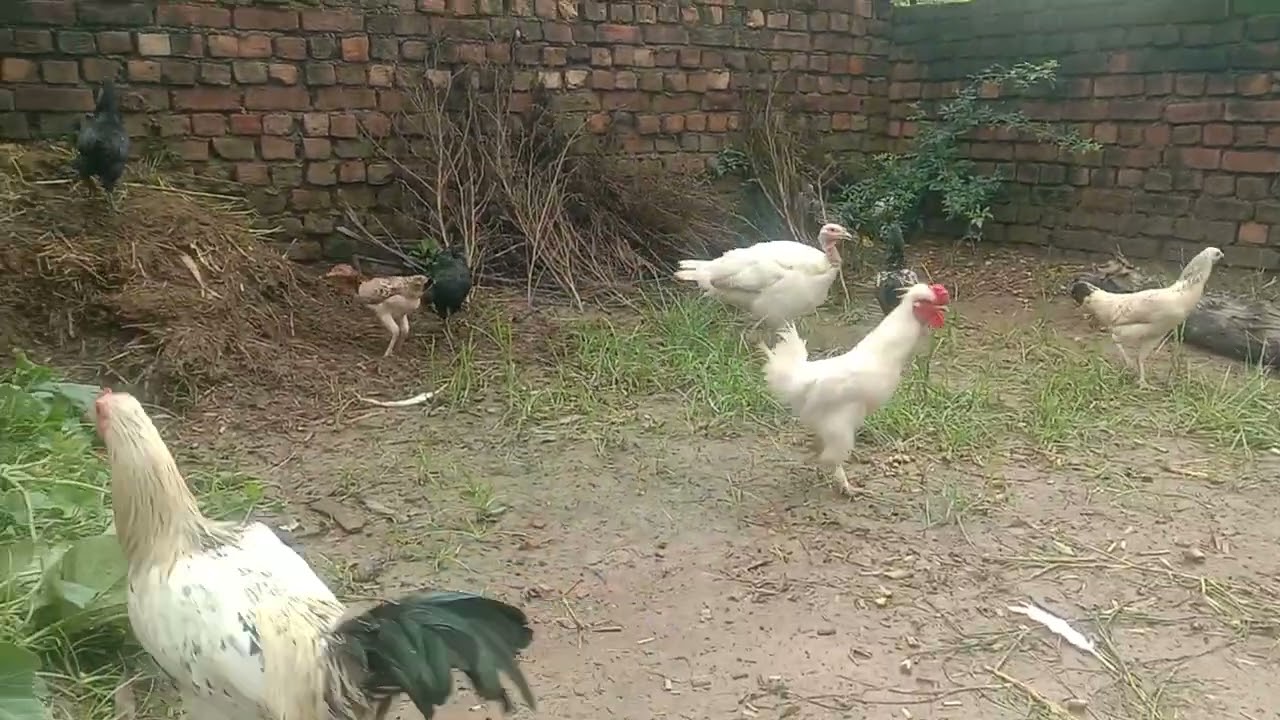 Desi Khurak sbse Best.