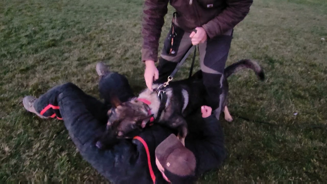 Making full Grips in K9 Bite Work training