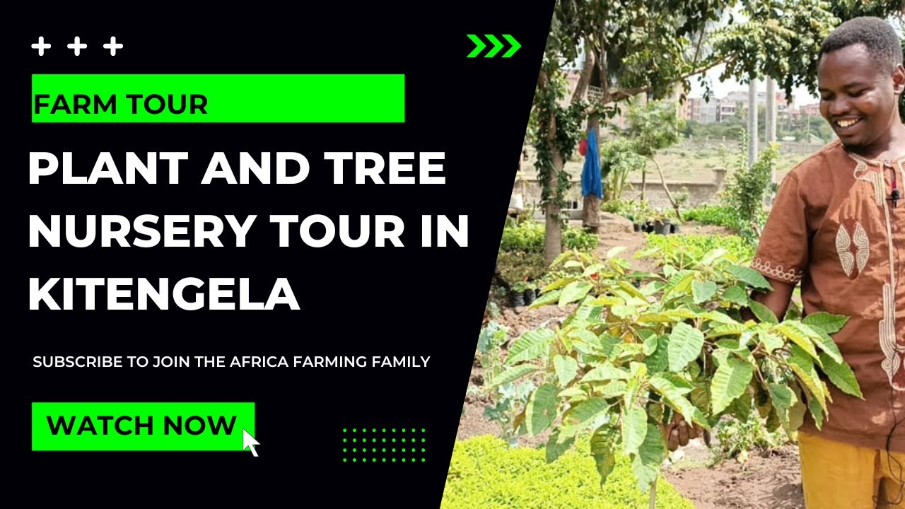SECRETS REVEALED: Inside a THRIVING Tree & Plant Nursery | AFRICA FARMING (FARM TOUR ep 1)