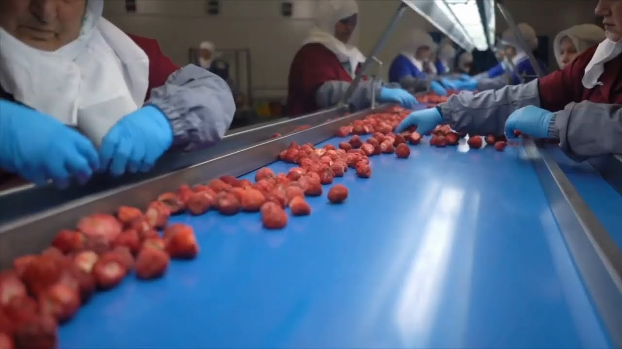 IQF Freezing surgélation fraises en IQF