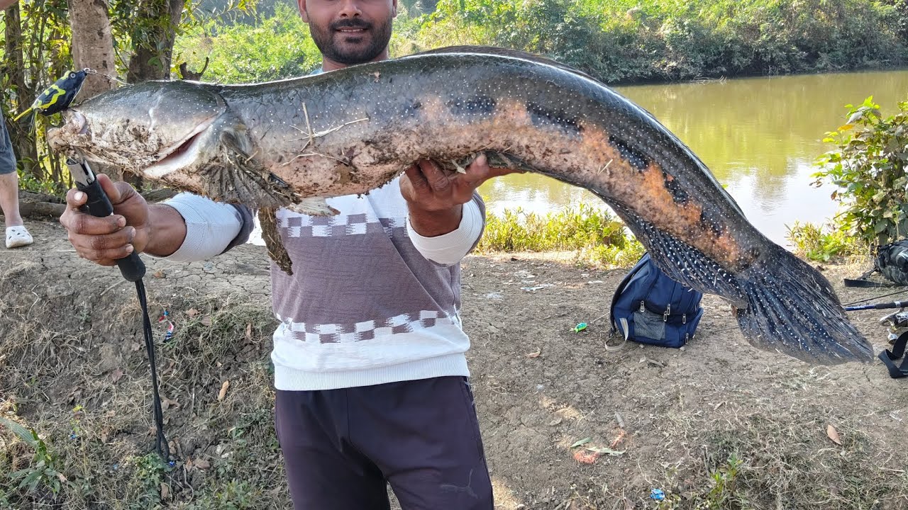 #Snekhead Fishing/ #Maral Fishing 🎣