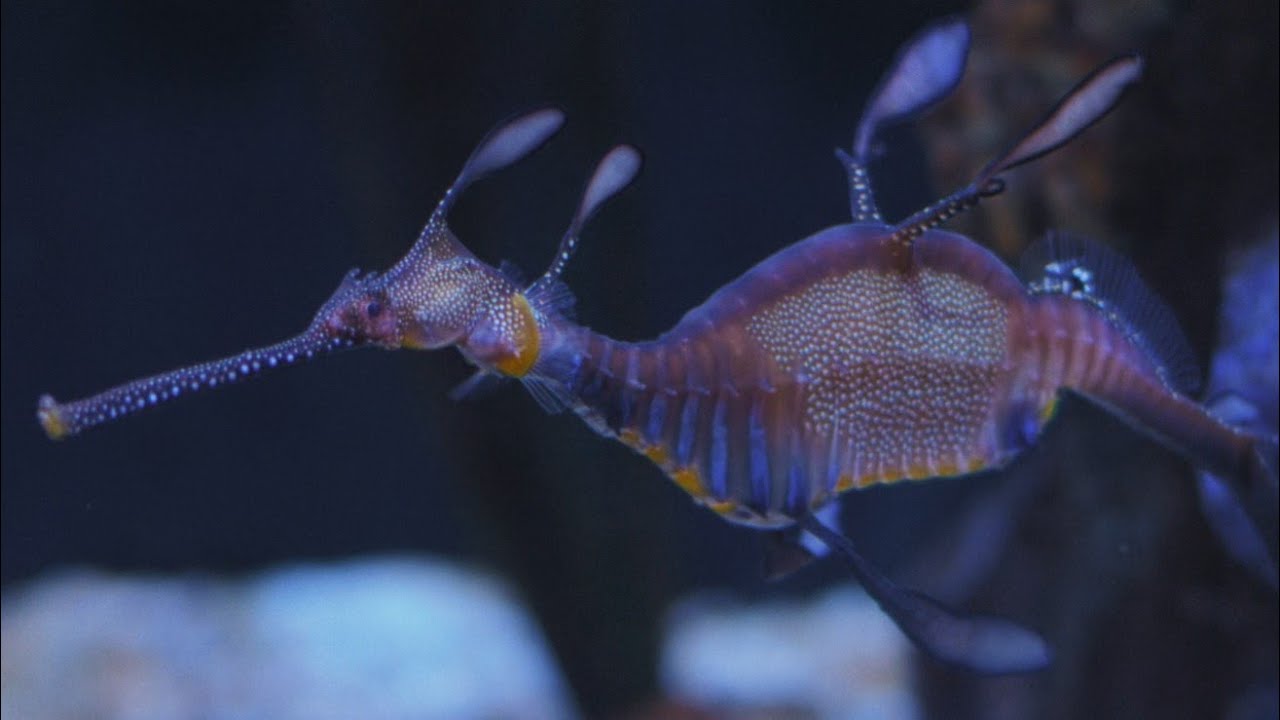 Columbus Zoo Visit - Voigtländer 42.5mm f/0.95, Panasonic GH5M2 VLOG-L