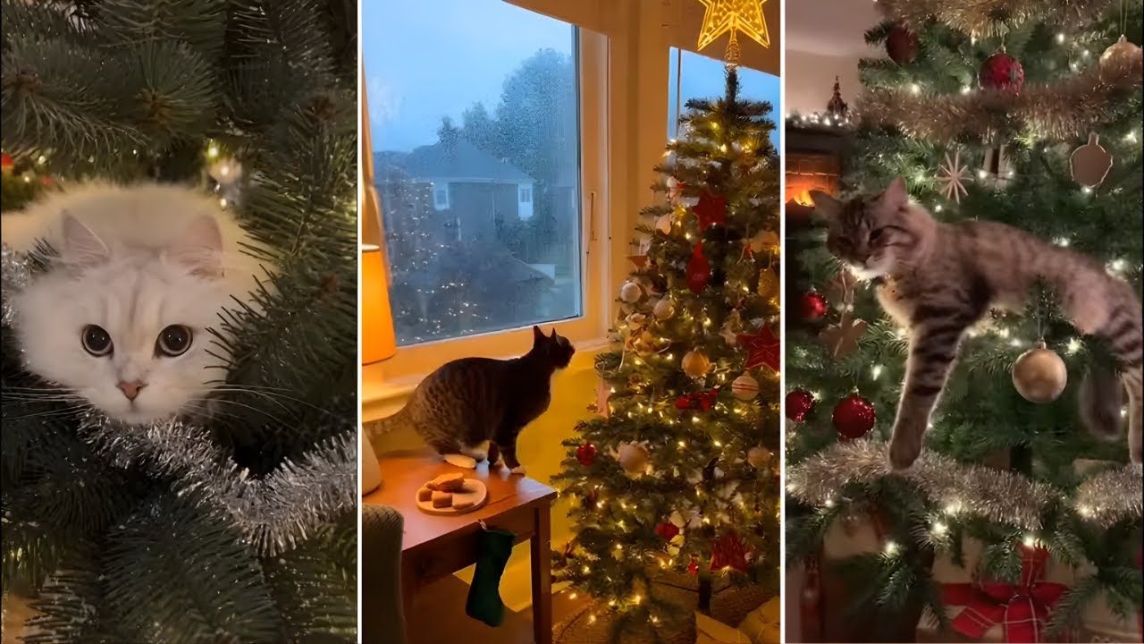 Cats vs. Christmas Trees: TOTAL CHAOS! 🎄🙀