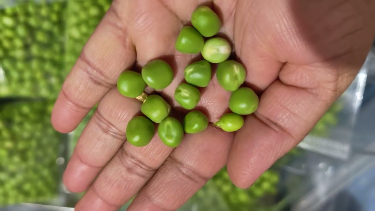 #peas #hygiene #natural #store #girijakadam #assistantdirectorofhorticulture 