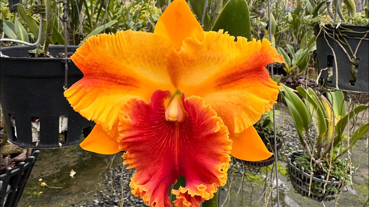 cattleya nụ sl ít . 25/2 . Zalo 0386232357 #cattleya #orchid #hoalan 